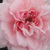 Roza - Nostalgična vrtnica - Blush™ Winterjewel®